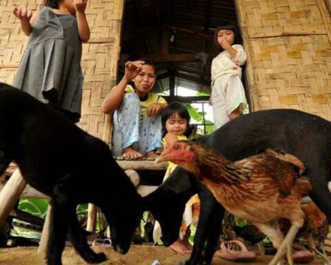 Agência Brasil explains the importance of vaccine for rabies prevention