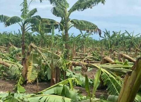 Agricultural sector, hard hit by Hurricane Fiona