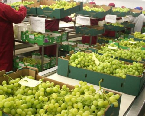 Agro-exports would exceed US$ 10,000 million this year, estimated Adex