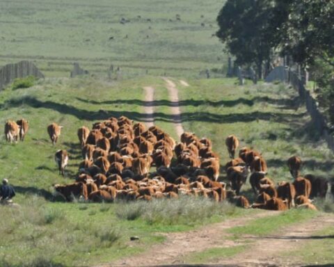 Agrochemicals and veterinary drug residues detected in beef