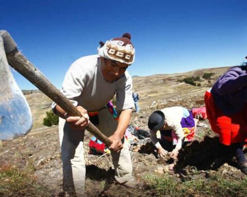 "Allin Kawsay" program promotes sustainable potato production in Huánuco with Revysol's innovative technology