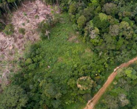 Amazon Week: Peru in fifth place with the highest rate of deforestation in the world