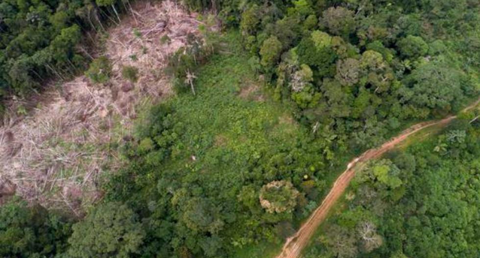 Amazon Week: Peru in fifth place with the highest rate of deforestation in the world