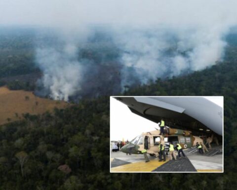 Black Hawk Amazonía colombia