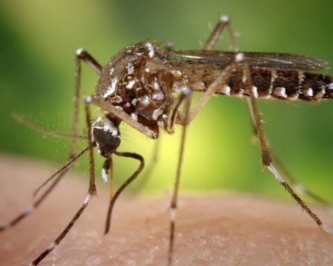 dengue, Cuba, España