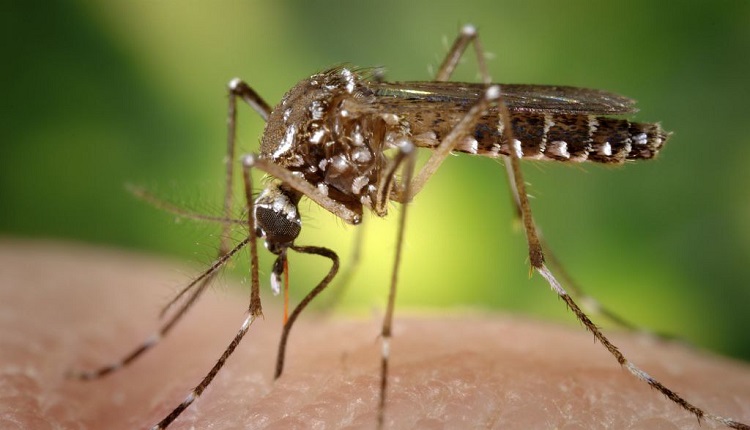 dengue, Cuba, España
