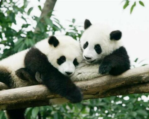 China to give Qatar two giant pandas for World Cup