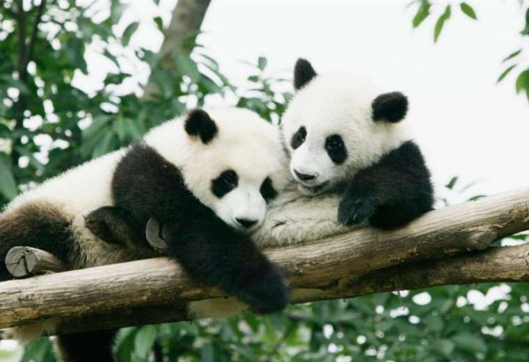 China to give Qatar two giant pandas for World Cup