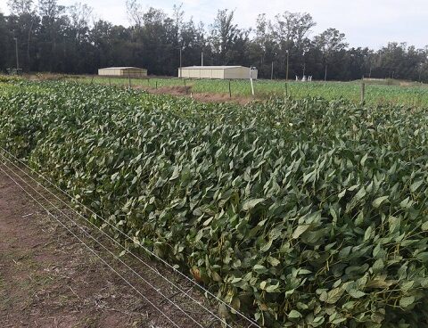 Companies that benefit from "soybean dollar" they will not be able to access foreign currency