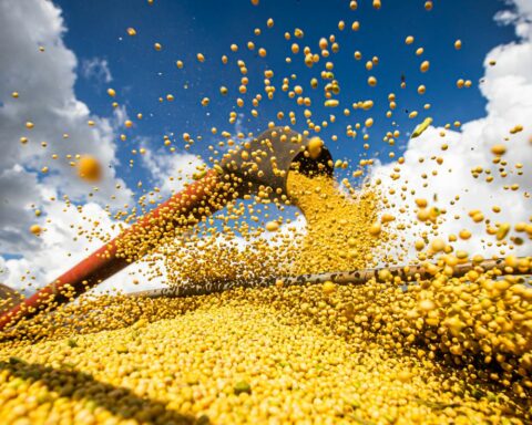 Conab predicts grain harvest of over 271 million tons