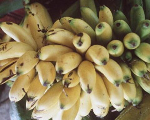 Cost of inputs worries banana producers