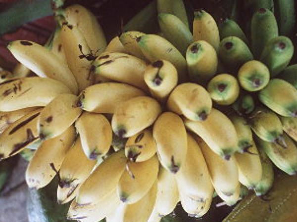 Cost of inputs worries banana producers