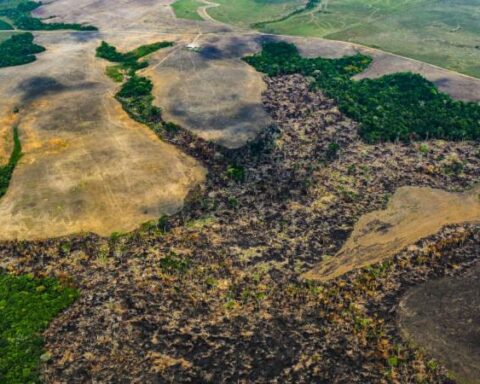 Deforestation in Colombia rose 11% in the first half of 2022