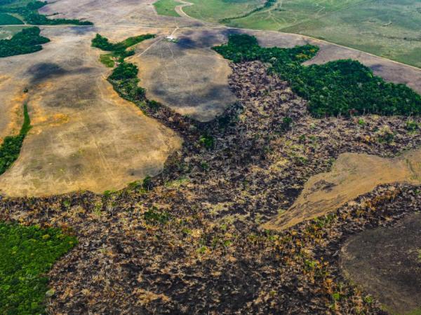 Deforestation in Colombia rose 11% in the first half of 2022