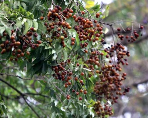 Did you know that the Isotoubo, the tree that turns into soap, is native to Santa Cruz?