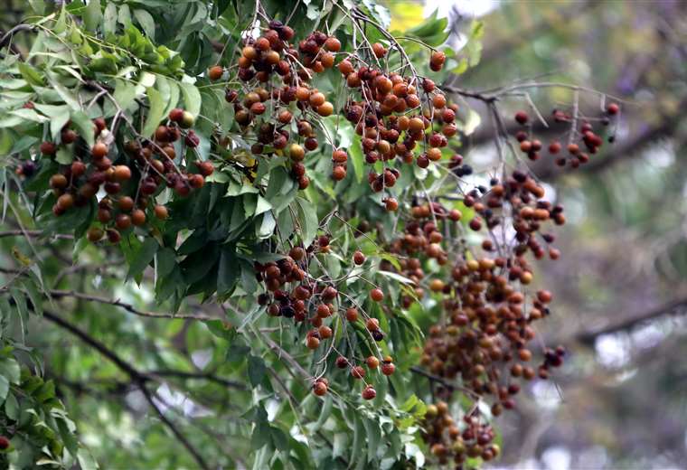 Did you know that the Isotoubo, the tree that turns into soap, is native to Santa Cruz?