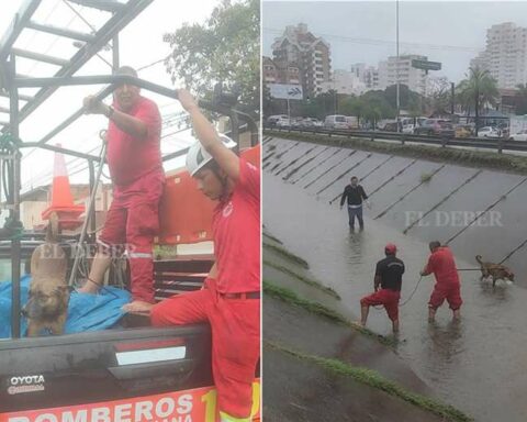 Driver mobilizes firefighters and rescues a dog that fell into a drainage channel
