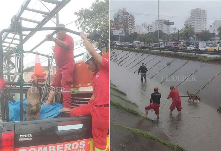 Driver mobilizes firefighters and rescues a dog that fell into a drainage channel