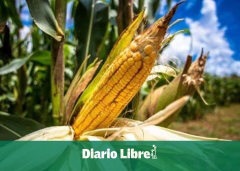 Faña delivers corn planting project