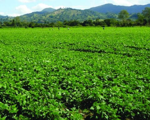 He cites challenges that family farming in the DR must overcome