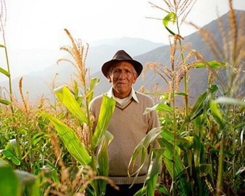 'Herederos del Campo': Support program and local purchase of corn will improve the productivity of more than 12 thousand families in San Martín and Lambayeque
