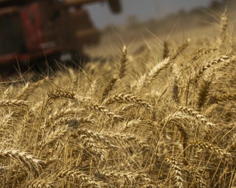 IBGE predicts record crop of 261.7 million tons in 2022