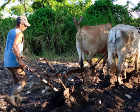 In Camajuaní, the Cuban State leaves the majority of the peasants in misery