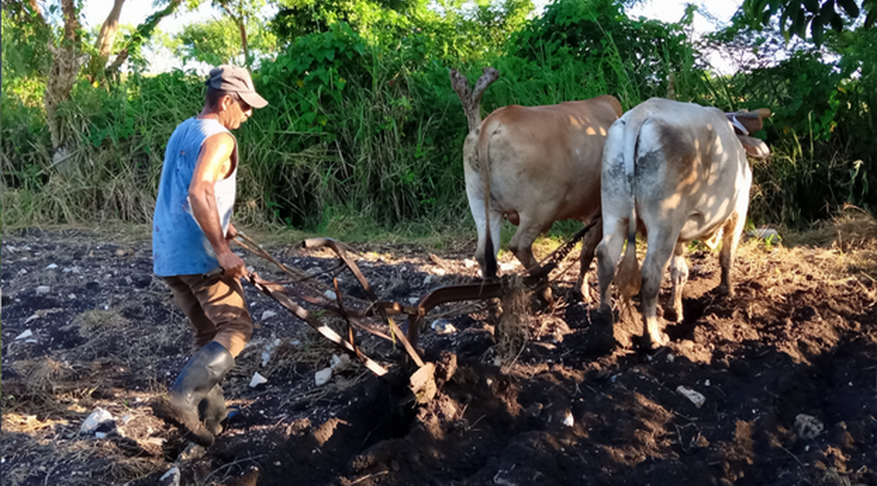 In Camajuaní, the Cuban State leaves the majority of the peasants in misery