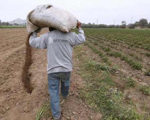 Midagri approves the list of farmers who will receive the Fertiabono