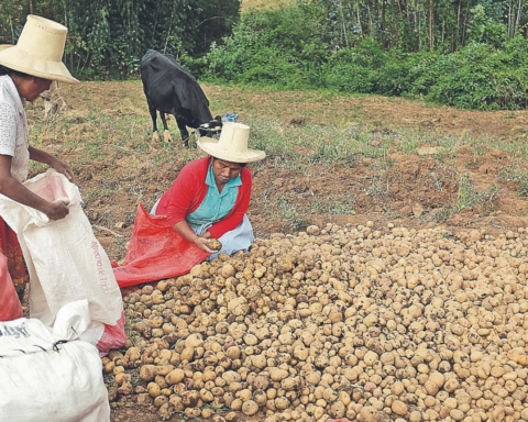 Midagri will promote the use of organic fertilizers for the agricultural campaign