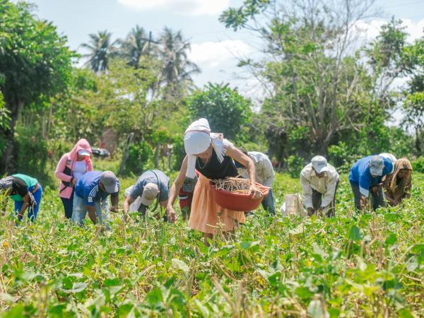 Minagricultura says that the situation in its portfolio is "critical": what does it ask for