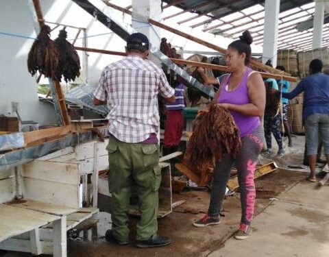 Cuba, tabaco, Pinar del Río, huracán Ian
