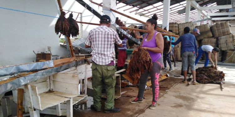 Cuba, tabaco, Pinar del Río, huracán Ian