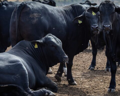 National cattle herd increased by 3.1% in 2021