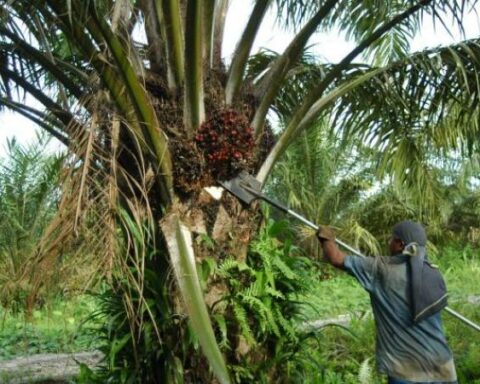 Palm trees exported 650 million dollars in the first semester