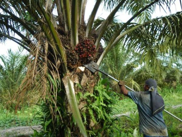 Palm trees exported 650 million dollars in the first semester