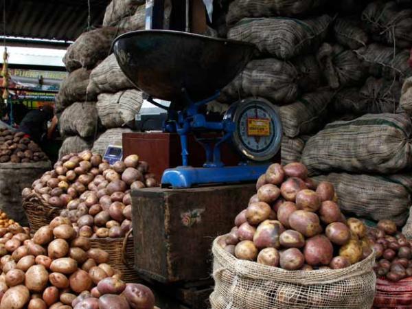 Potato prices will increase in the coming months