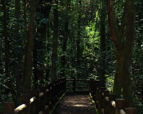 President sanctions reduction of Brasilia's National Forest