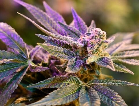 Researchers point to the genetic development of medical cannabis with bioinformatics