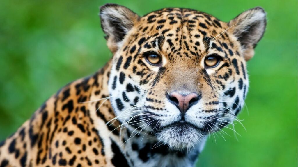 Rewilding Foundation: the NGO that managed to reintroduce the jaguar after 70 years of extinction