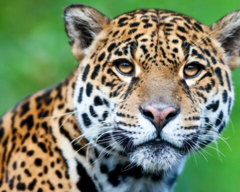 Rewilding Foundation: the NGO that managed to reintroduce the jaguar after 70 years of extinction