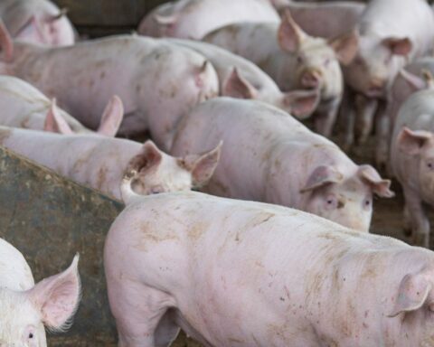 Slaughter of pigs hits record in the second quarter, says IBGE