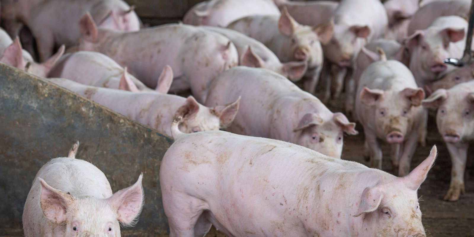 Slaughter of pigs hits record in the second quarter, says IBGE