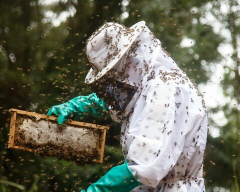 Small honey producers in TO will have a processing unit