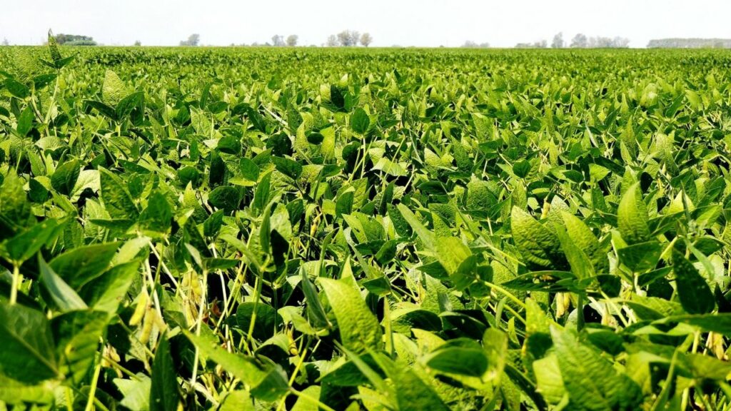 Soybeans: foreign exchange income exceeded US$6,000 million