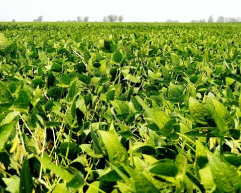 Soybeans: foreign exchange income exceeded US$6,000 million