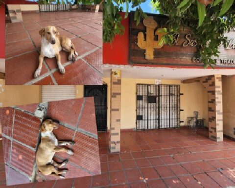 Stray dog ​​waits faithfully for the reopening of a restaurant where customers gave him food, the place closed five days ago