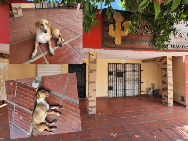 Stray dog ​​waits faithfully for the reopening of a restaurant where customers gave him food, the place closed five days ago