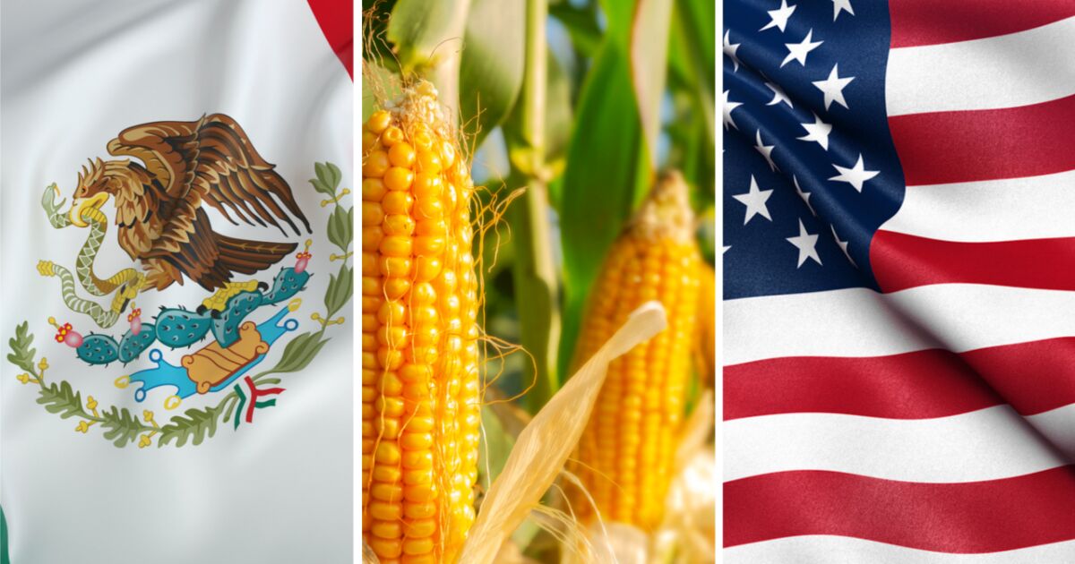 The US will pressure Mexico to ban transgenic corn