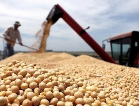 The sale of soybeans does not stop and is close to 10 million tons